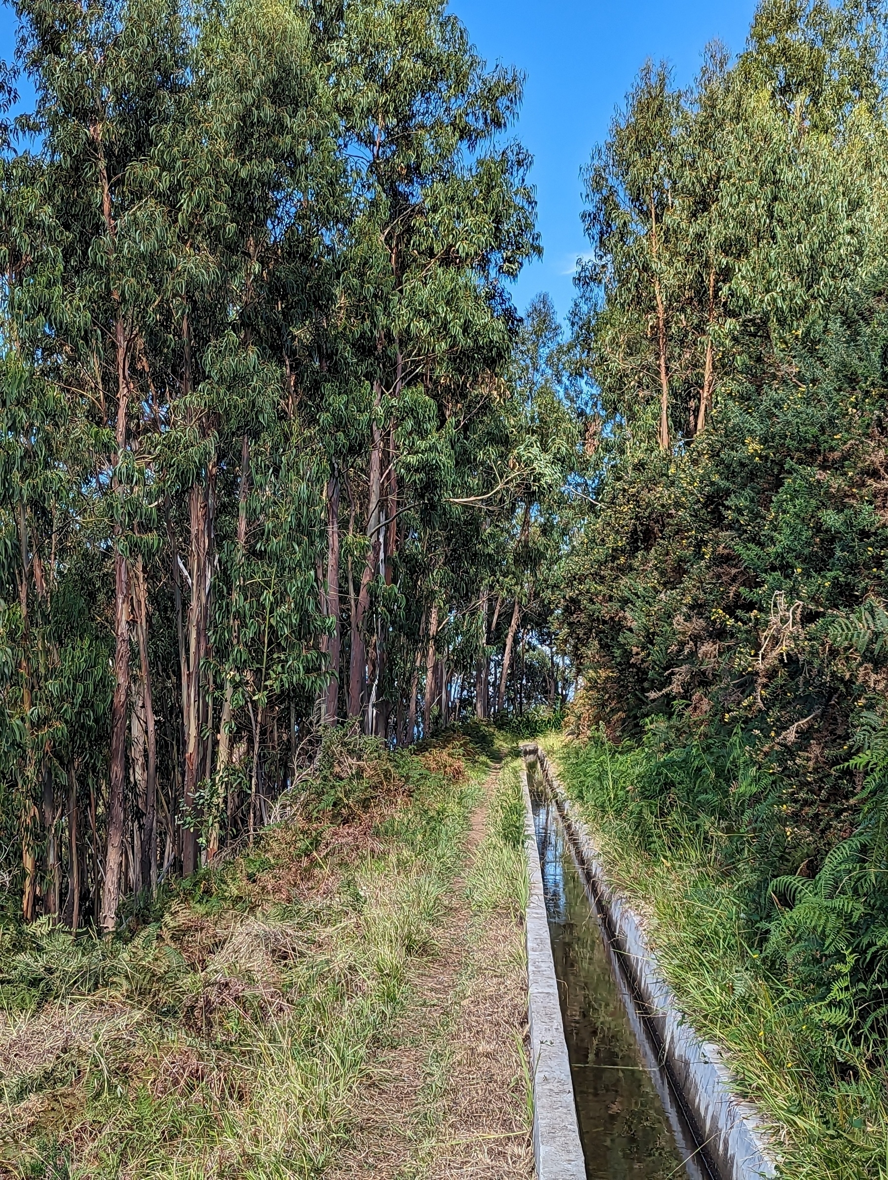Levada Novo, Madeira