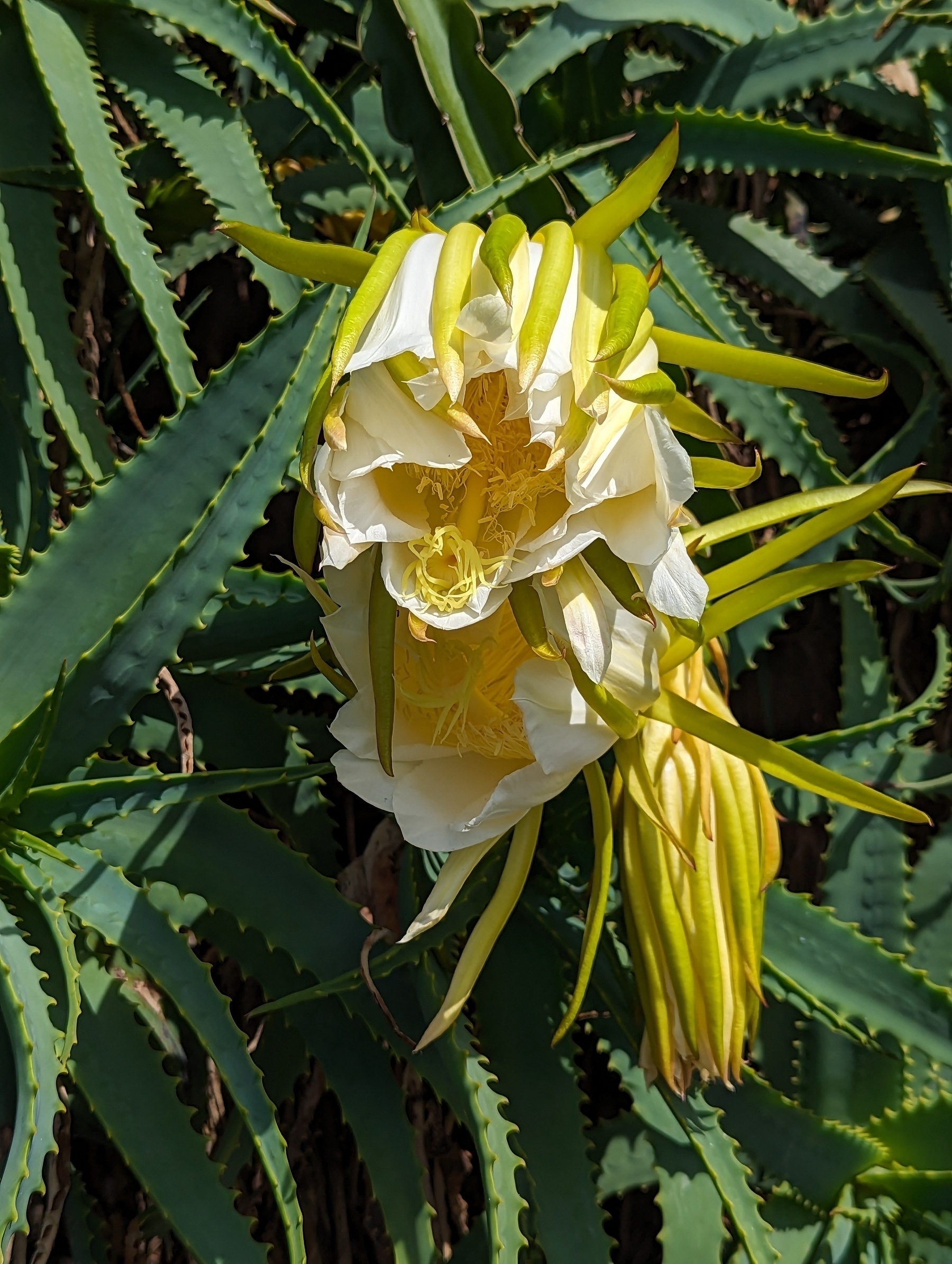 Blüten im Stadtpark von Funchal, Madeira 