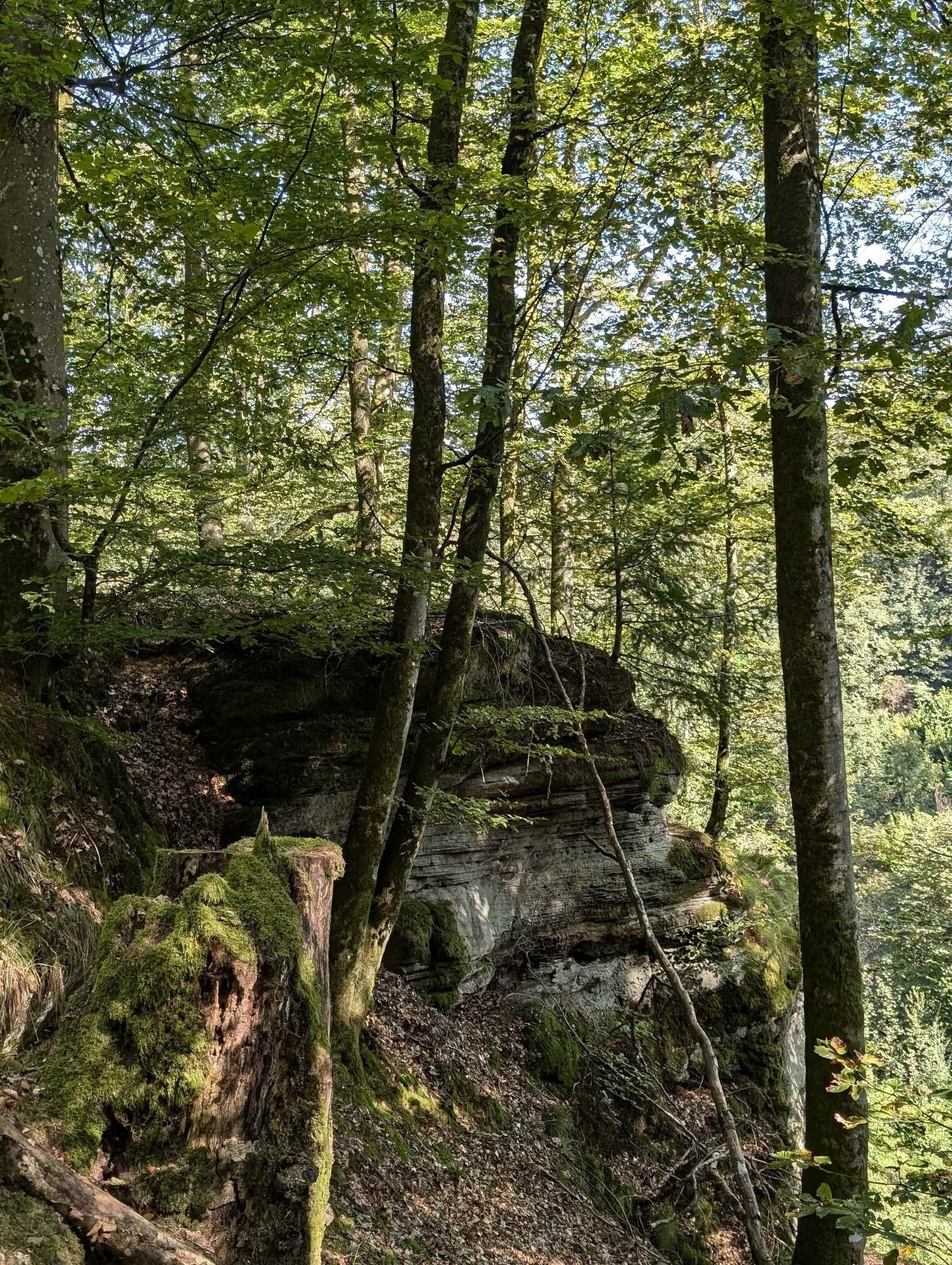 Wald bei La Petite-Pierre