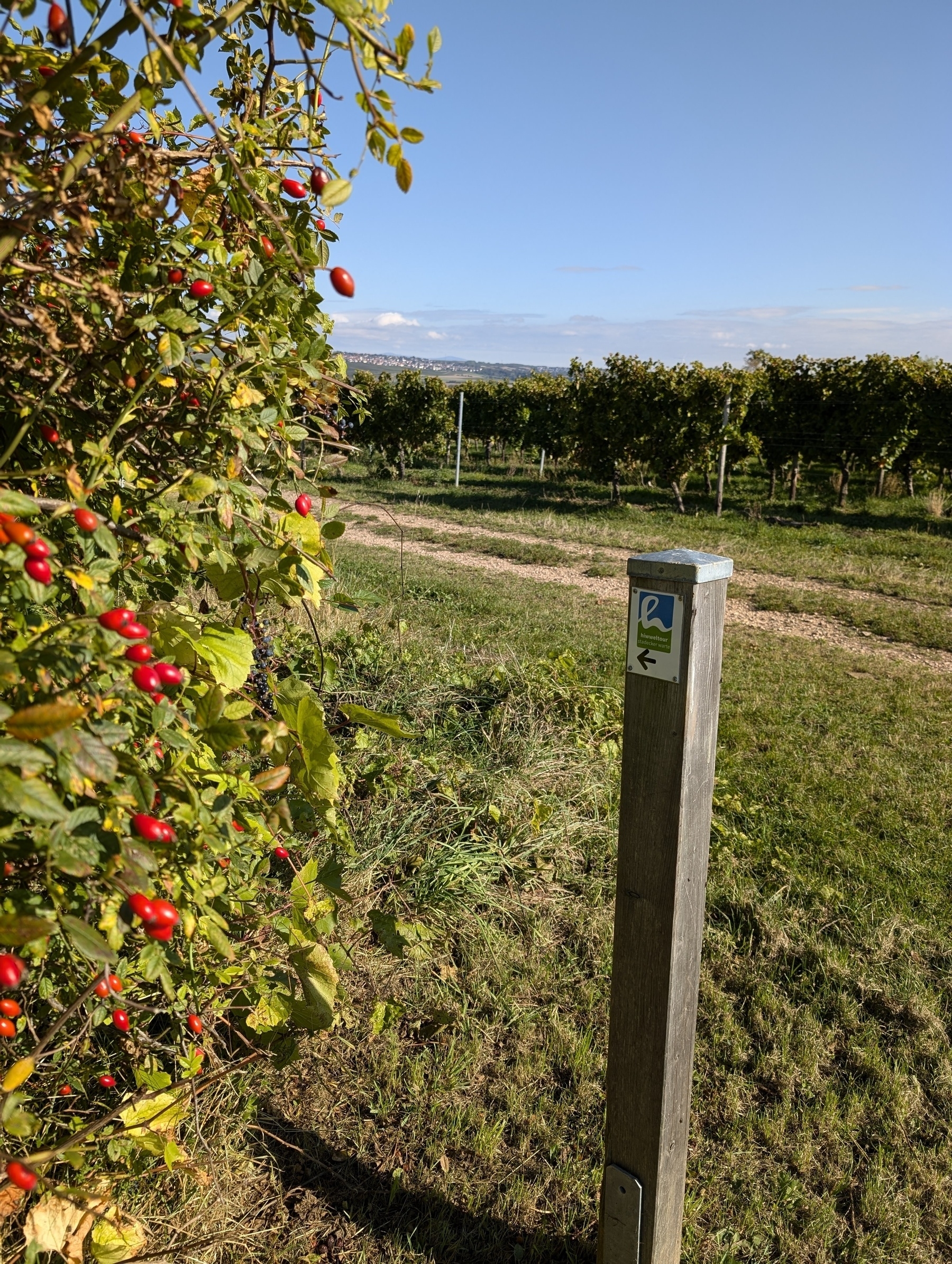 Wanderweg Stadecker Warte, Rheinhessen 