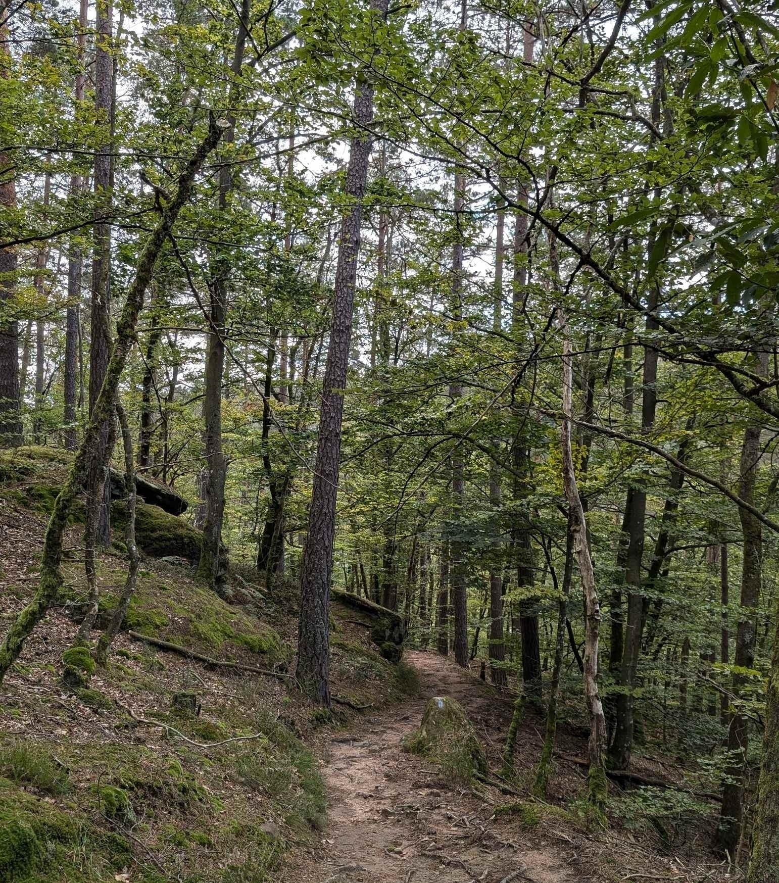 Wanderweg durch den Wald zum Winnebaechel