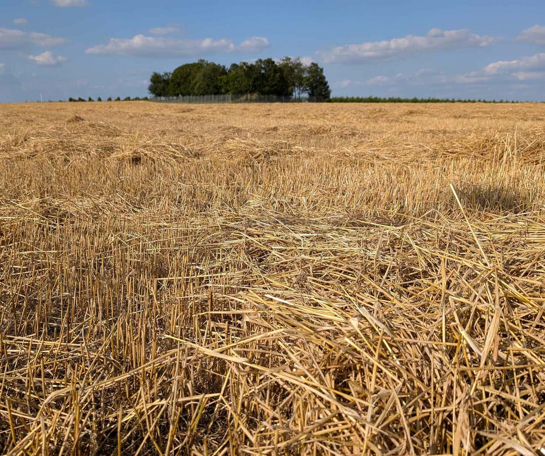 Stoppelfelder in Rheinhessen