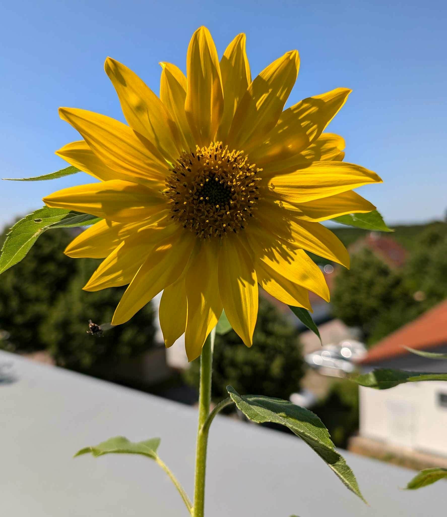 Sonnenblume auf dem Balkon