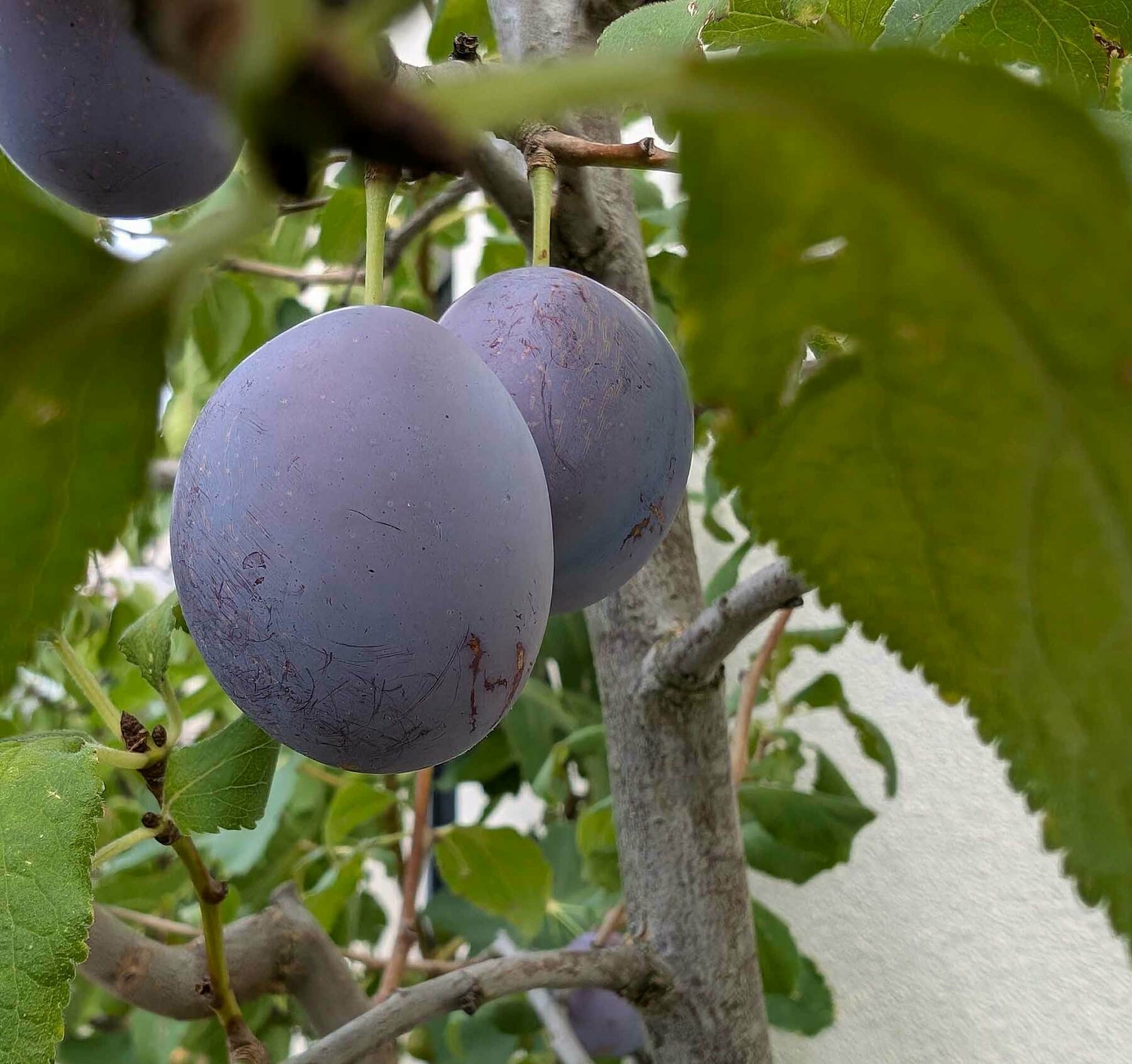 Zwetschgen auf der Dachterrasse