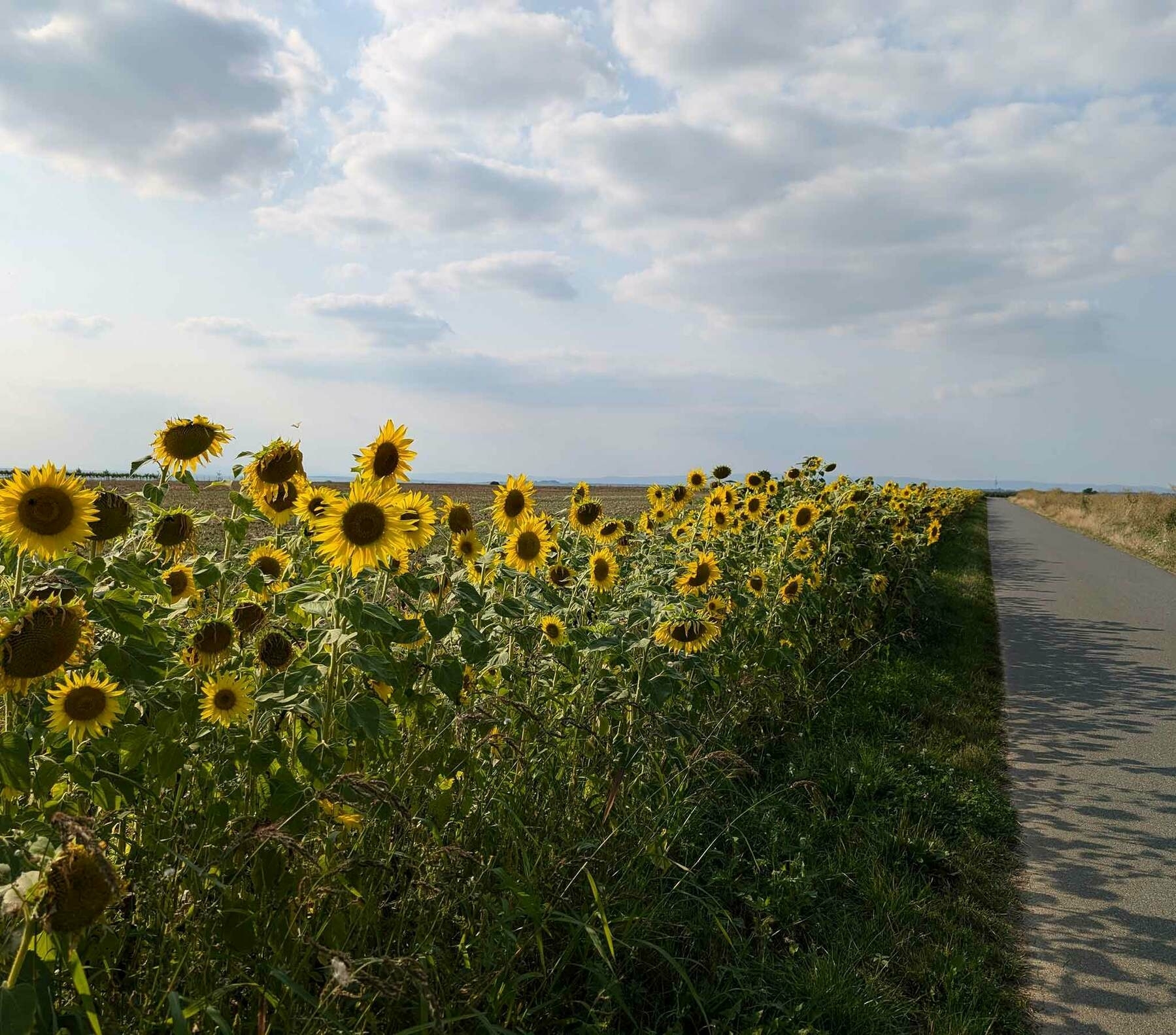 Sonnenblumen am Wegesrand