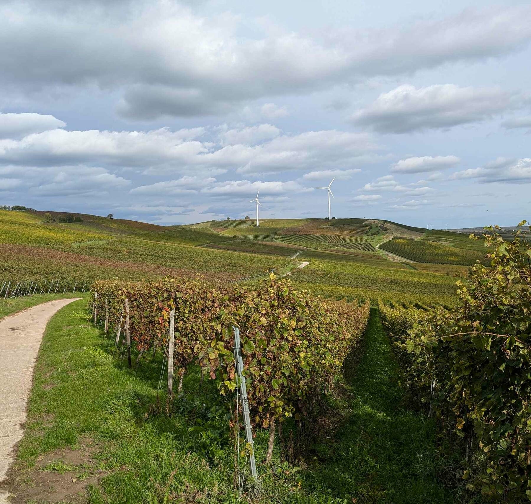 Herbst in den Weibergen am Zornheimer Berg