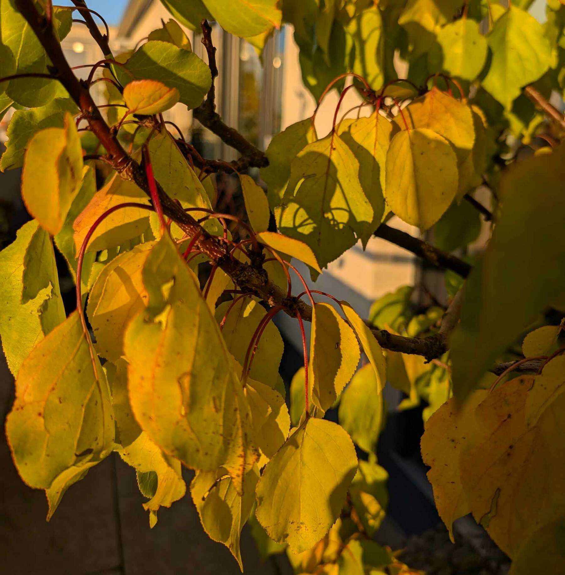 Herbstlaub im goldenen Oktober