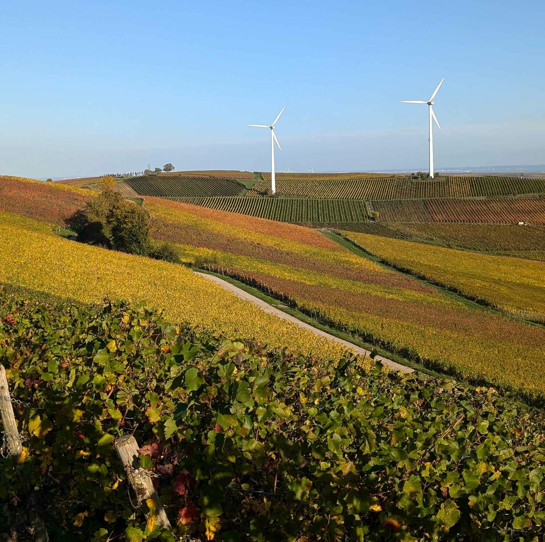 Zornheimer Berg in goldener Oktobersonne