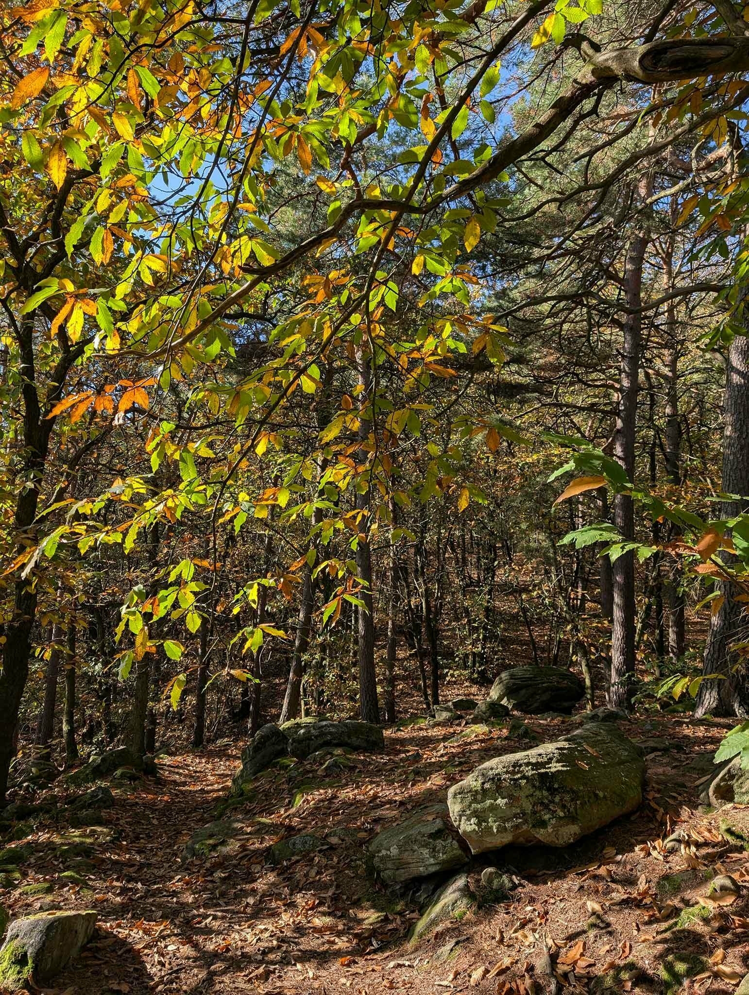 Wanderwege in der Pfalz