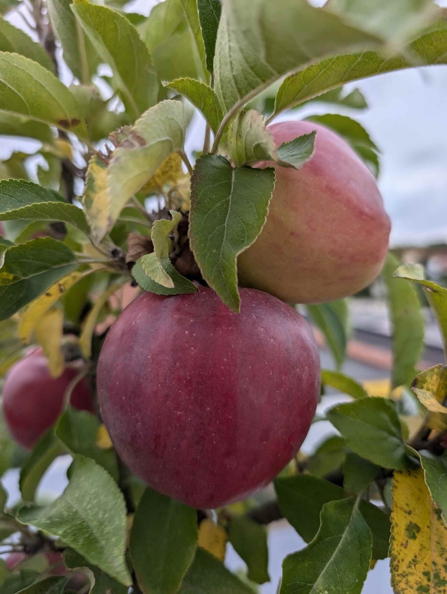 Äpfel vom Balkon.