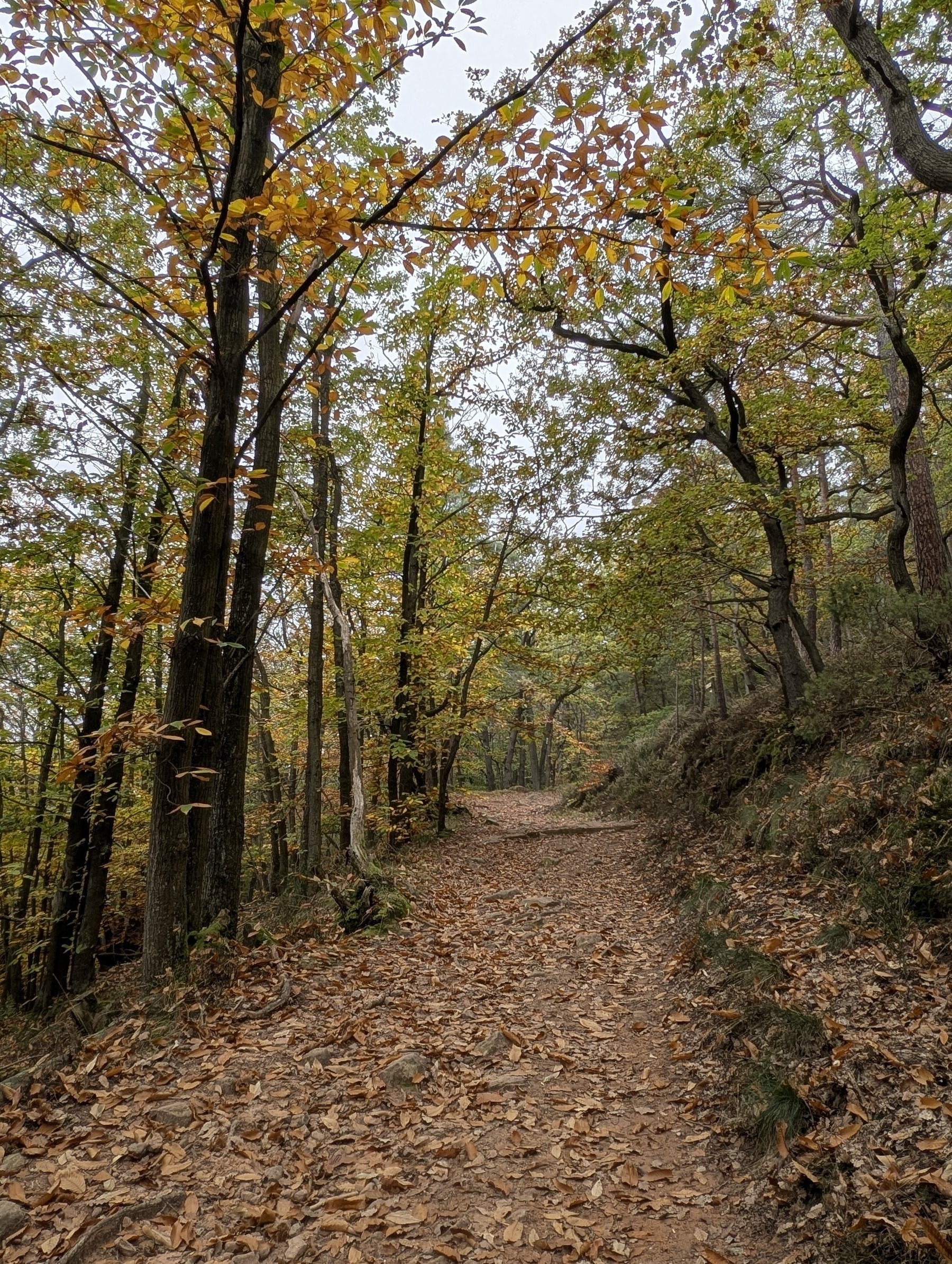 Pfälzer Weinsteig Wanderweg