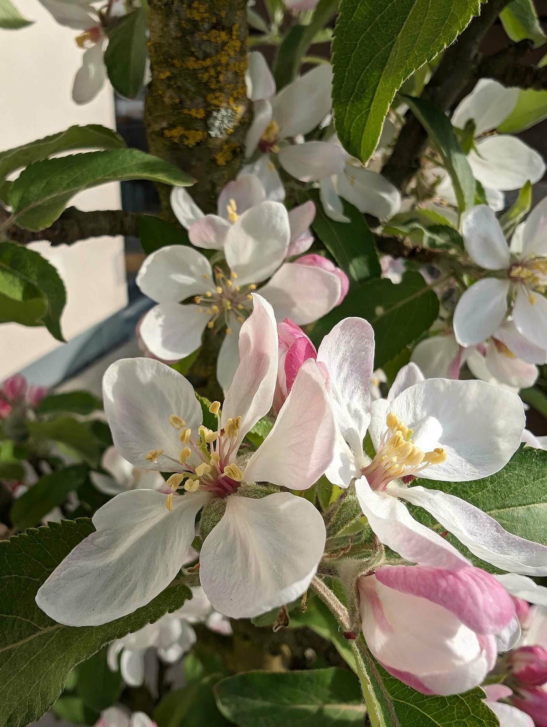 Blüten des Apfelbaumes