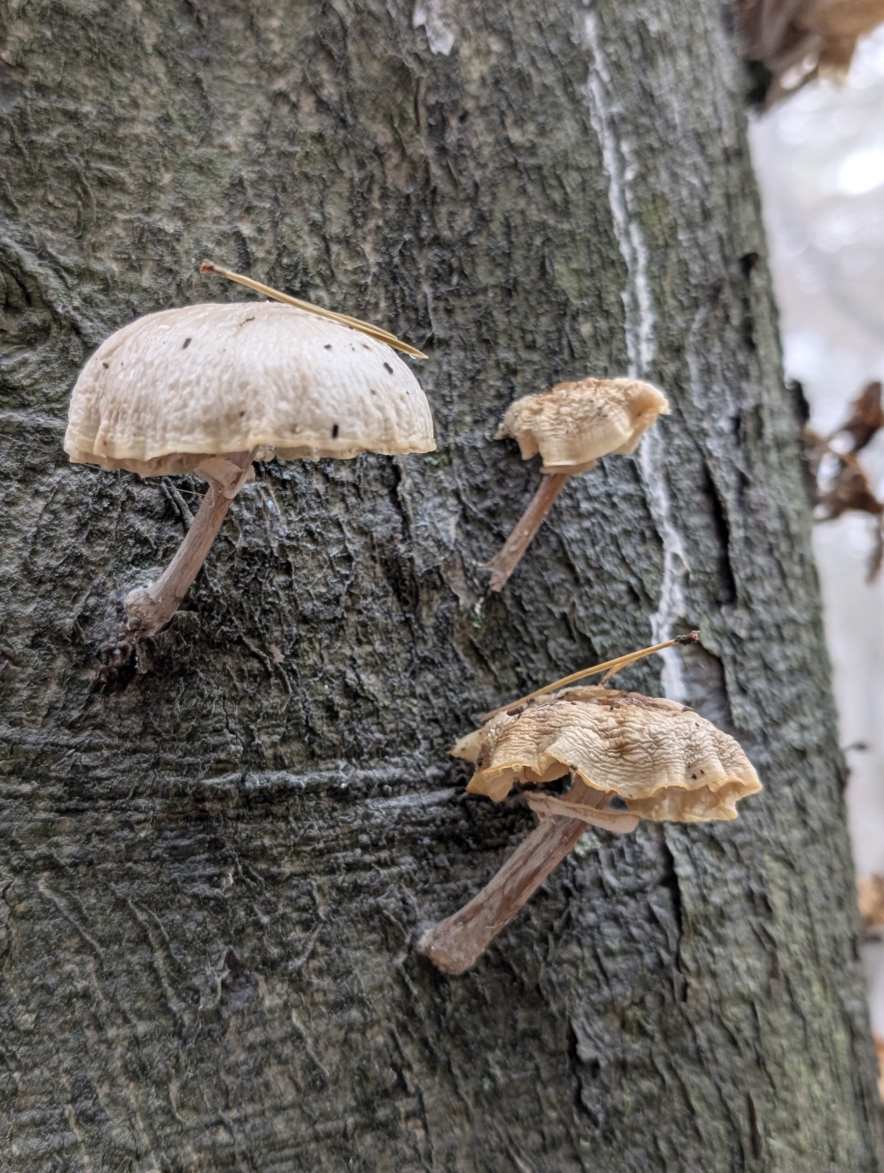 Pilze im Pfälzer Wald 