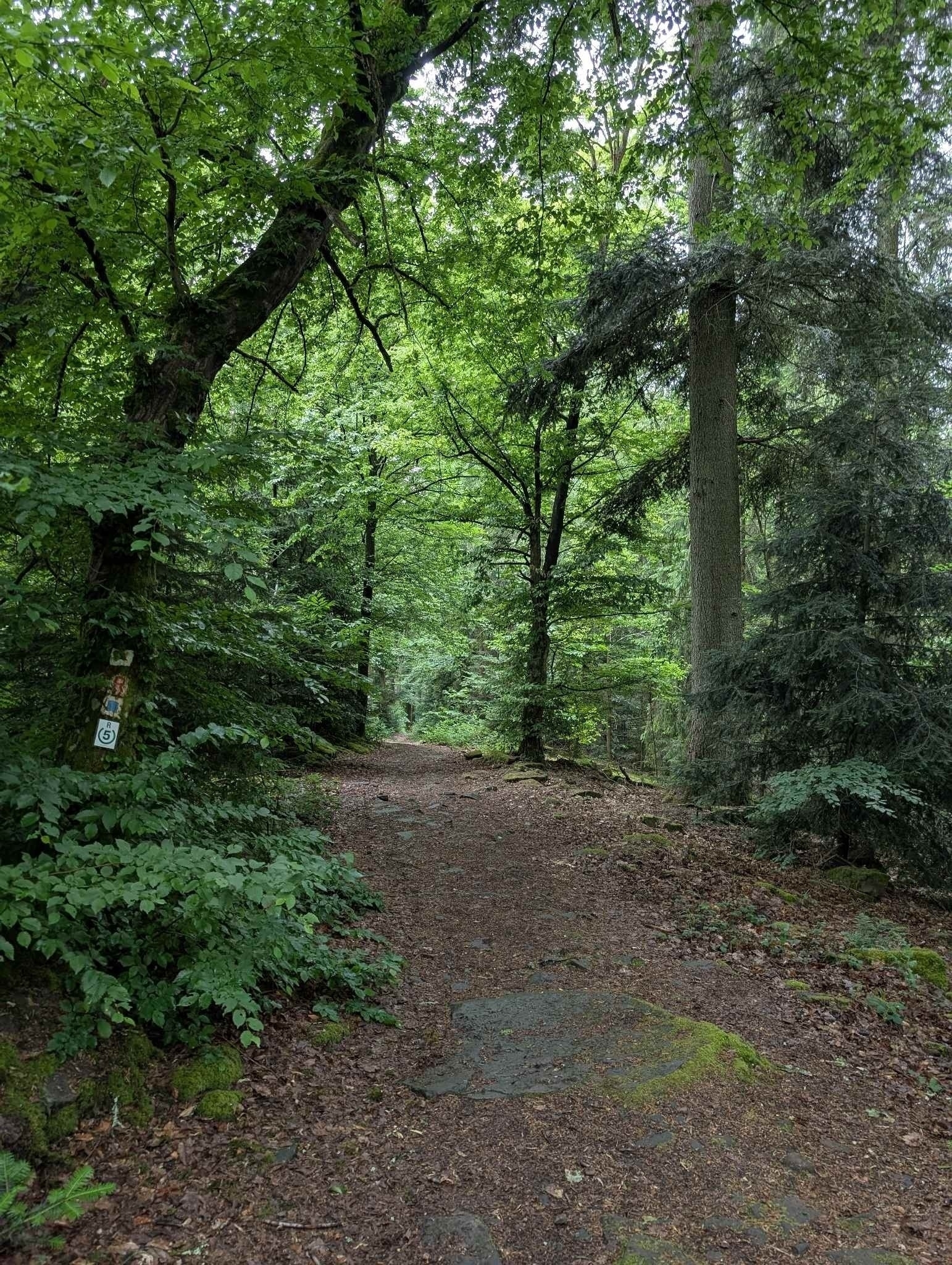 Neckarsteig bei Hirschhorn 