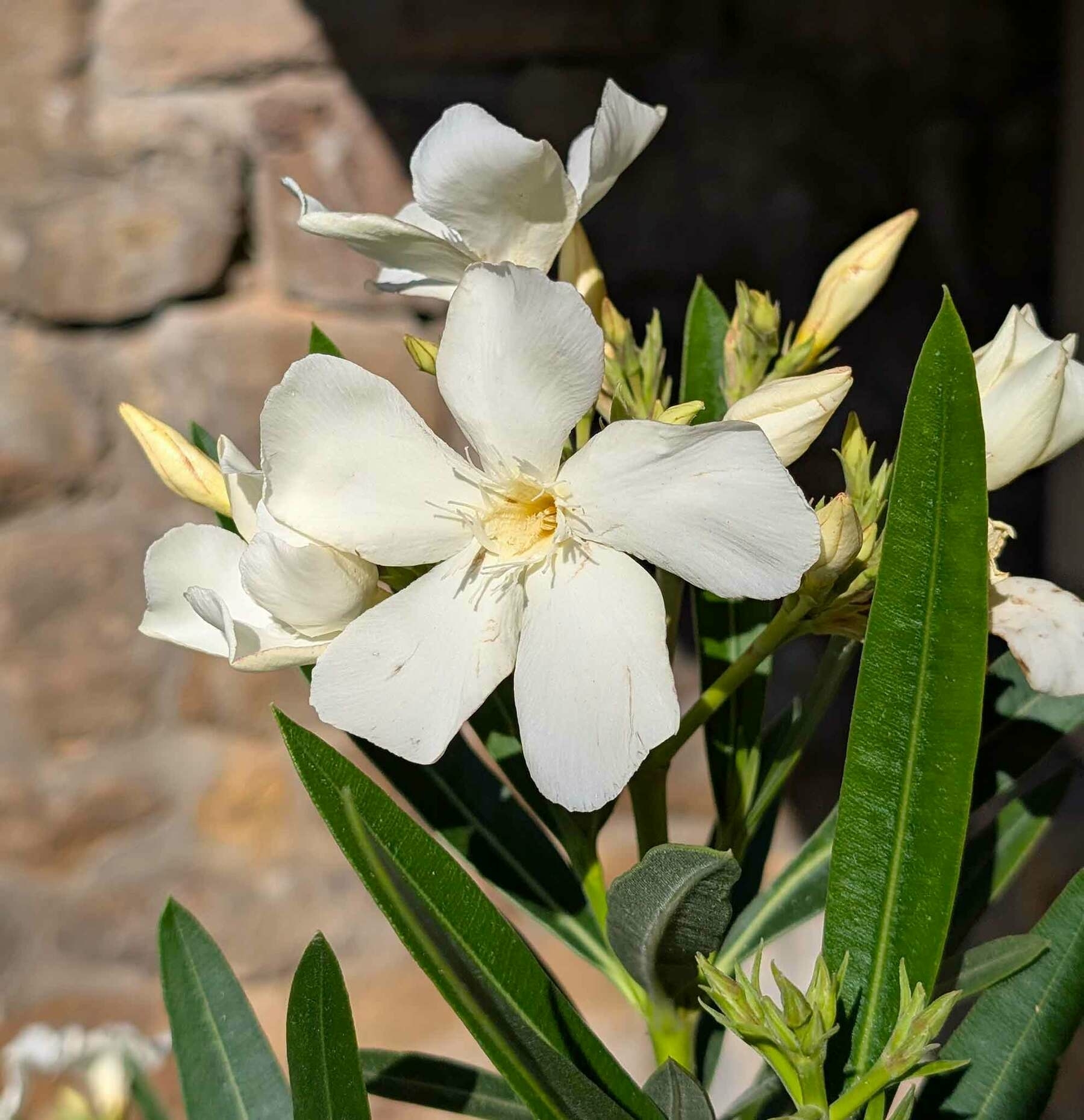 Weiße Blüte im Sonnenlicht