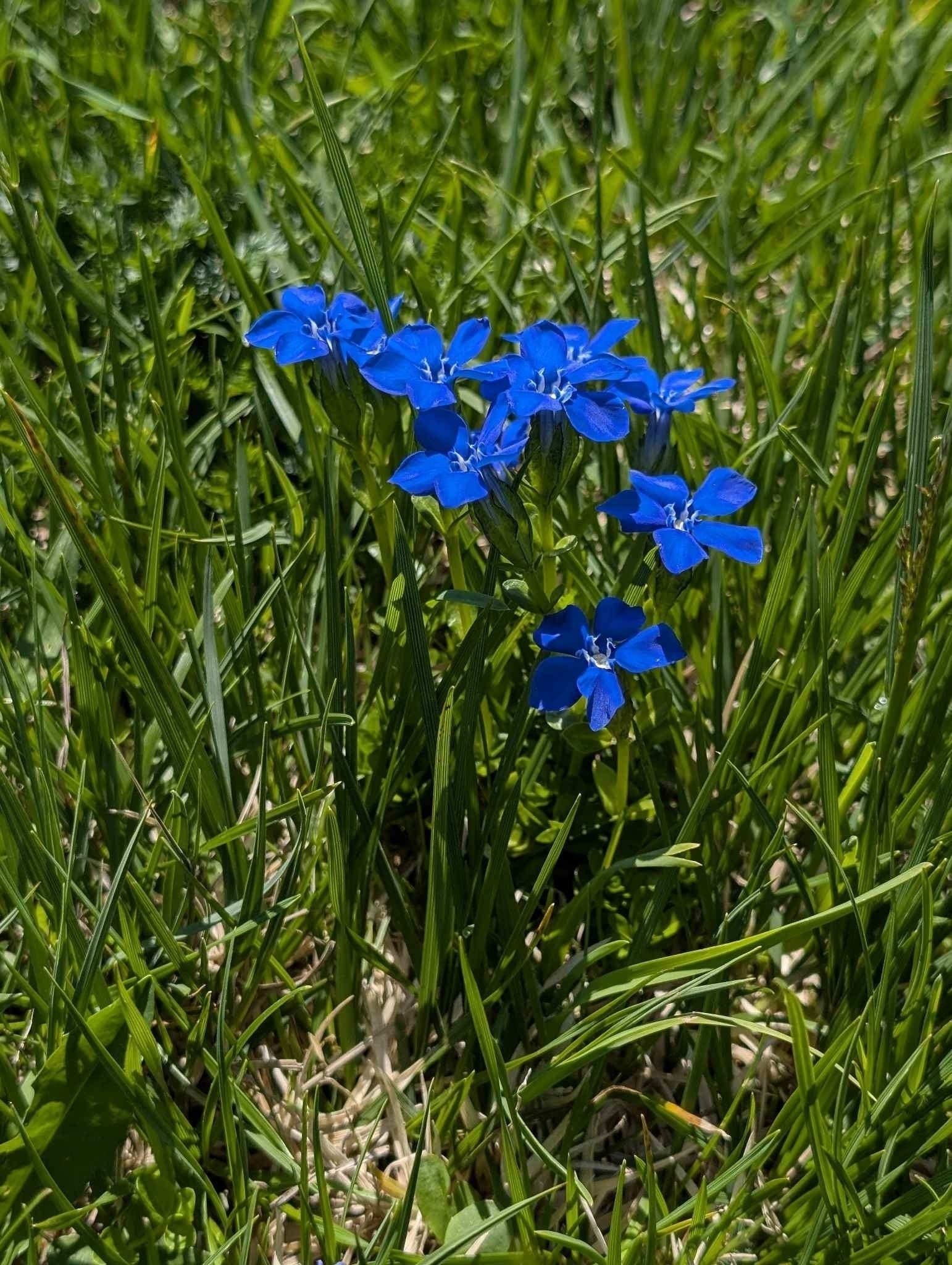 Alpenblumen auf dem Diedamskopf (Vorarlberg)