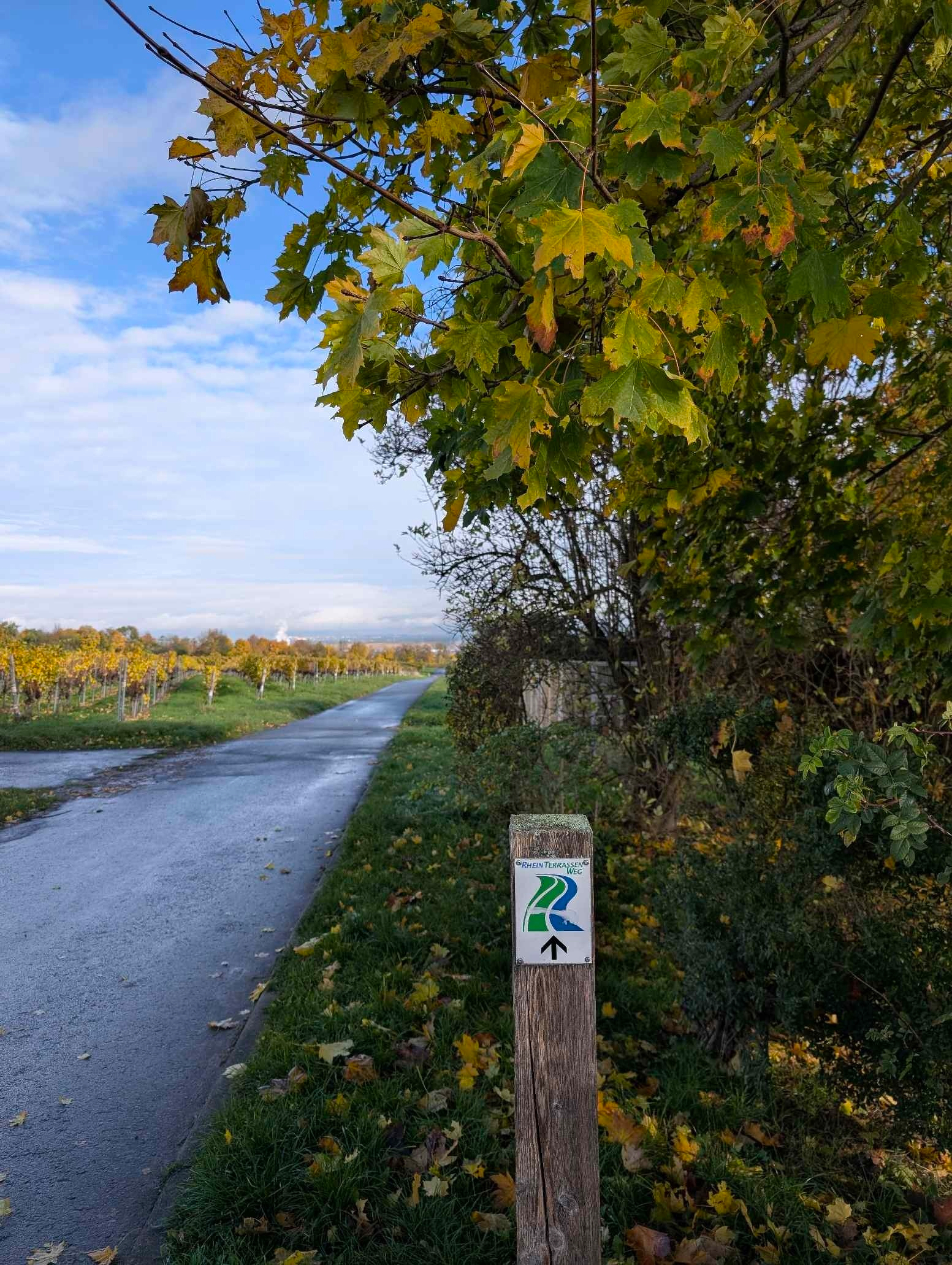 Rheinterrassenweg