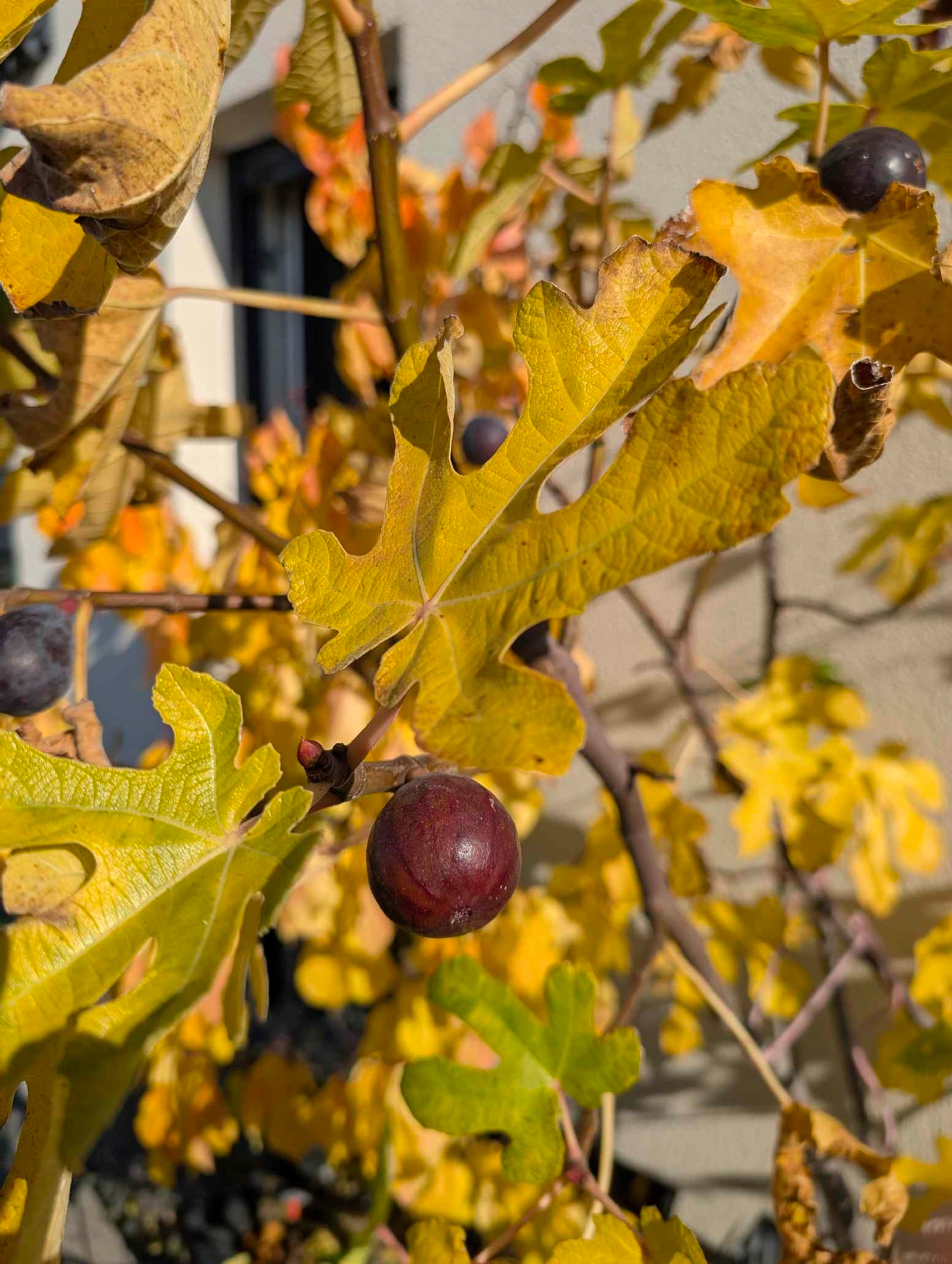 Feigen in der Herbstsonne