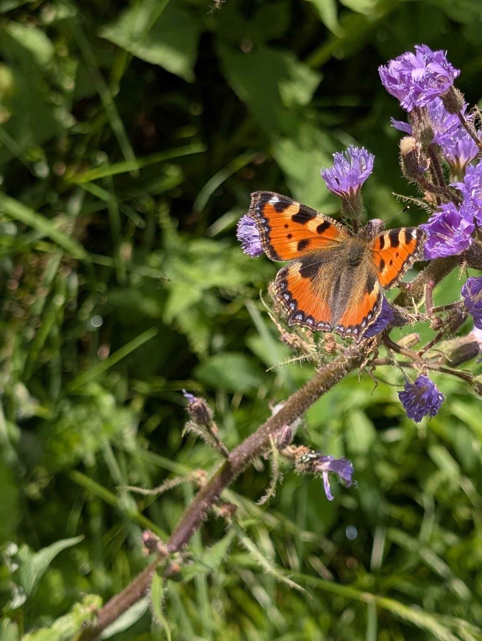 Schmetterling auf dem Hochälple