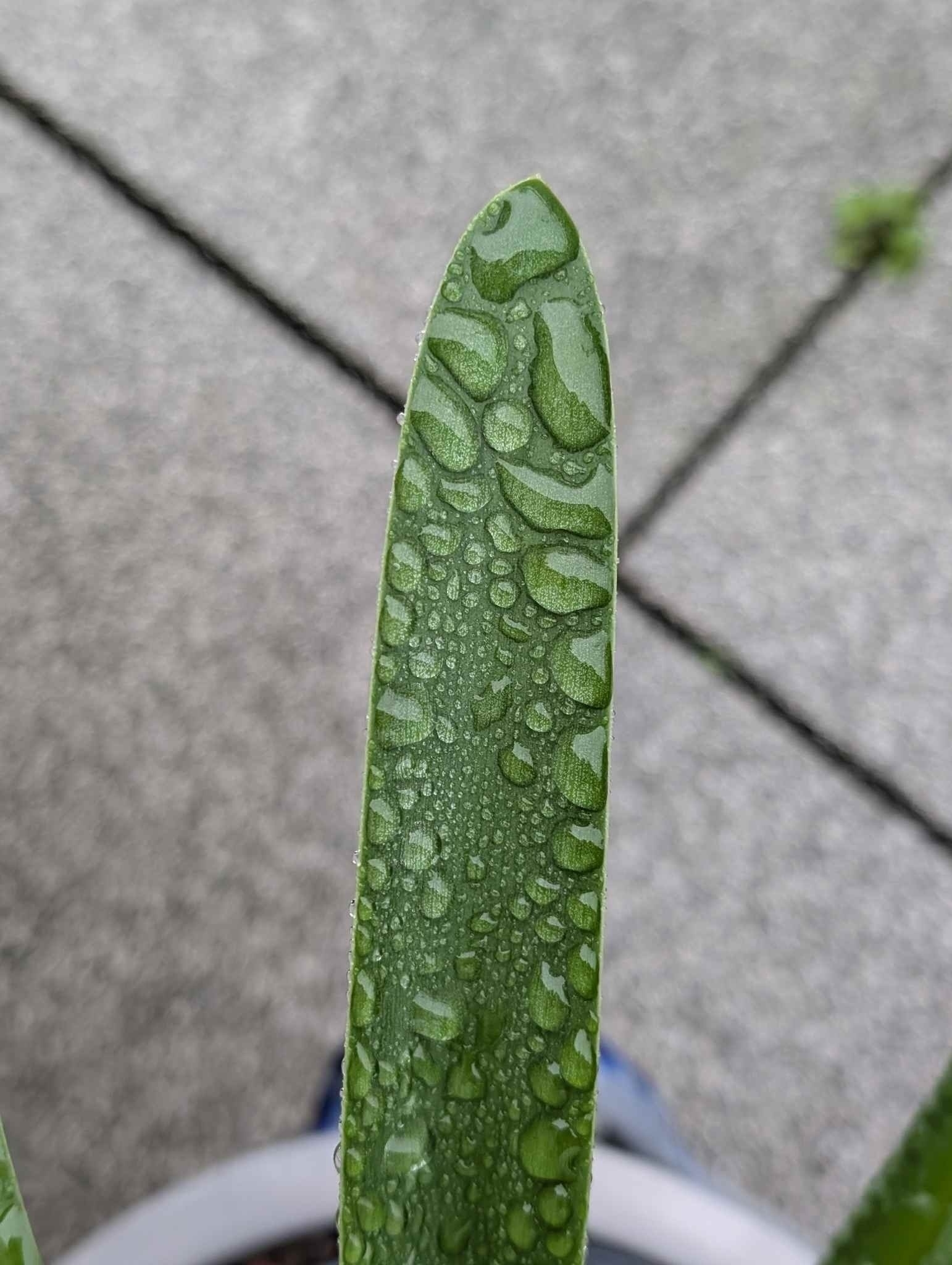 Regentropfen auf grünen Blatt.