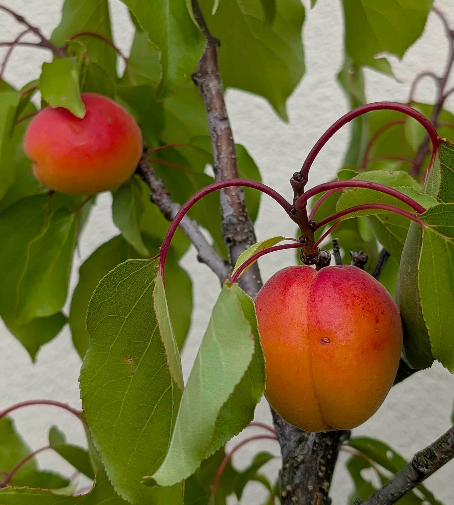 Aprikosen auf der Dachterrasse