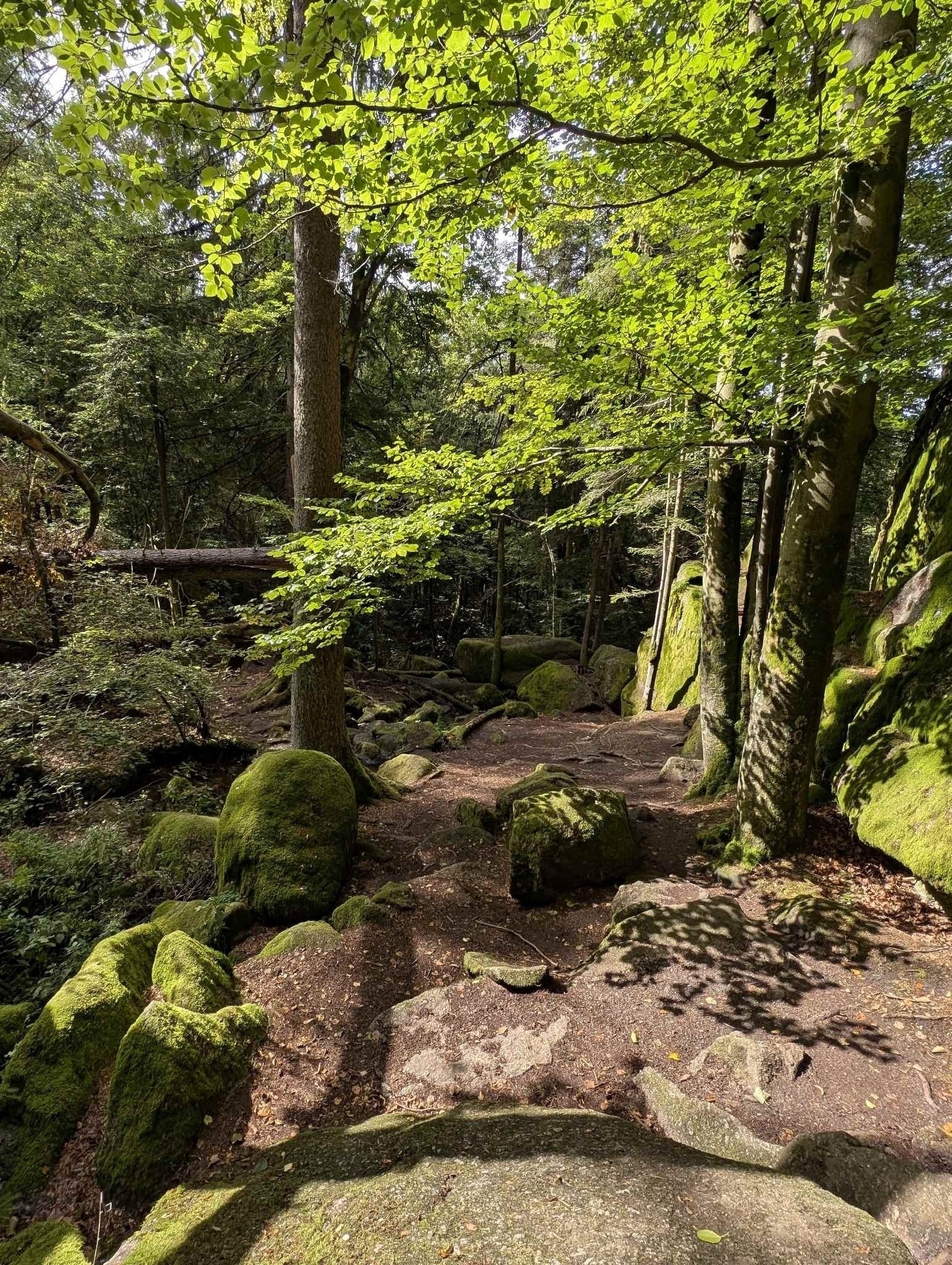 Bayrischer Wald, Naturschutzgebiet Hölle