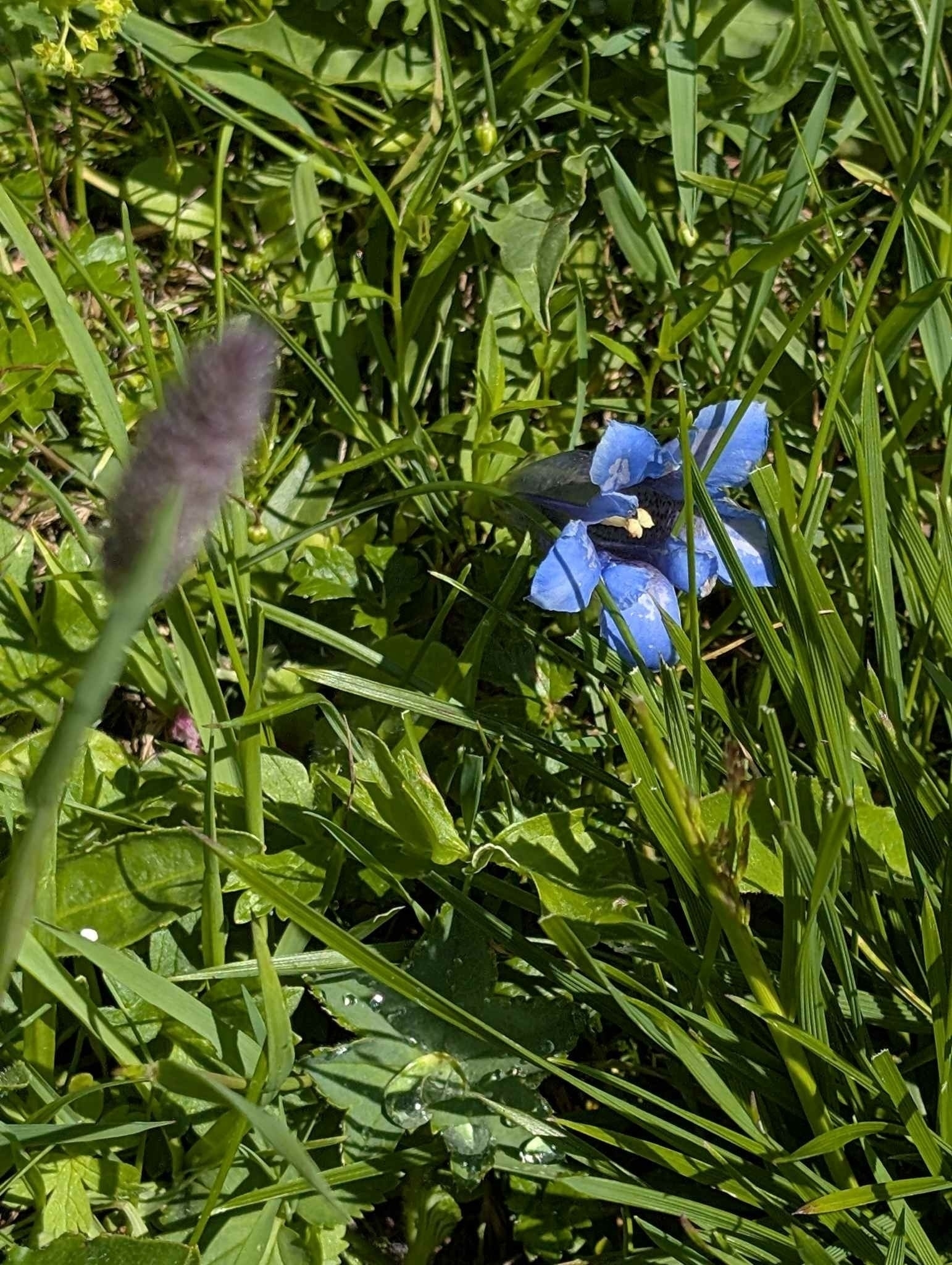 Alpenblumen auf dem Diedamskopf (Vorarlberg)