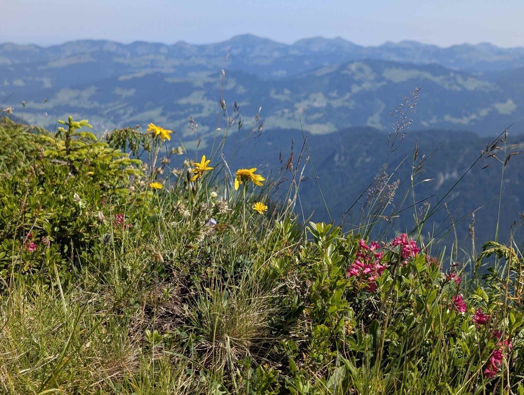 Alpenblumen auf dem Diedamskopf (Vorarlberg)