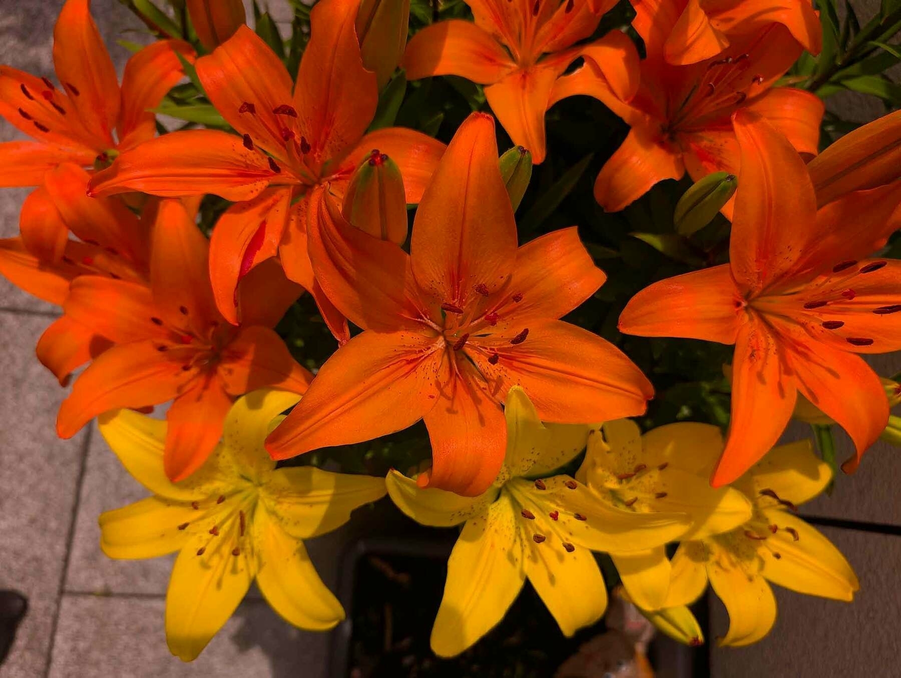 Orange und gelbe Blüten
