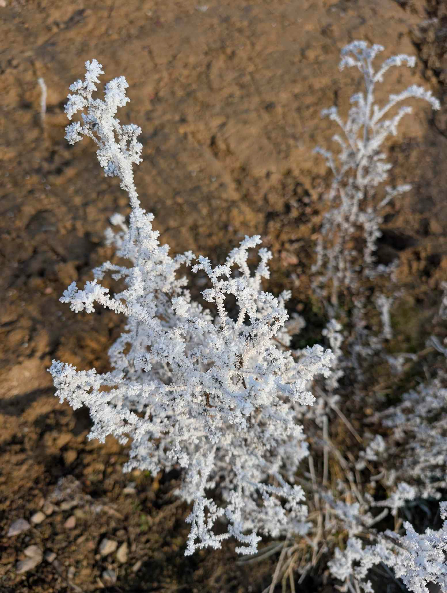 Raureif auf der Pflanze