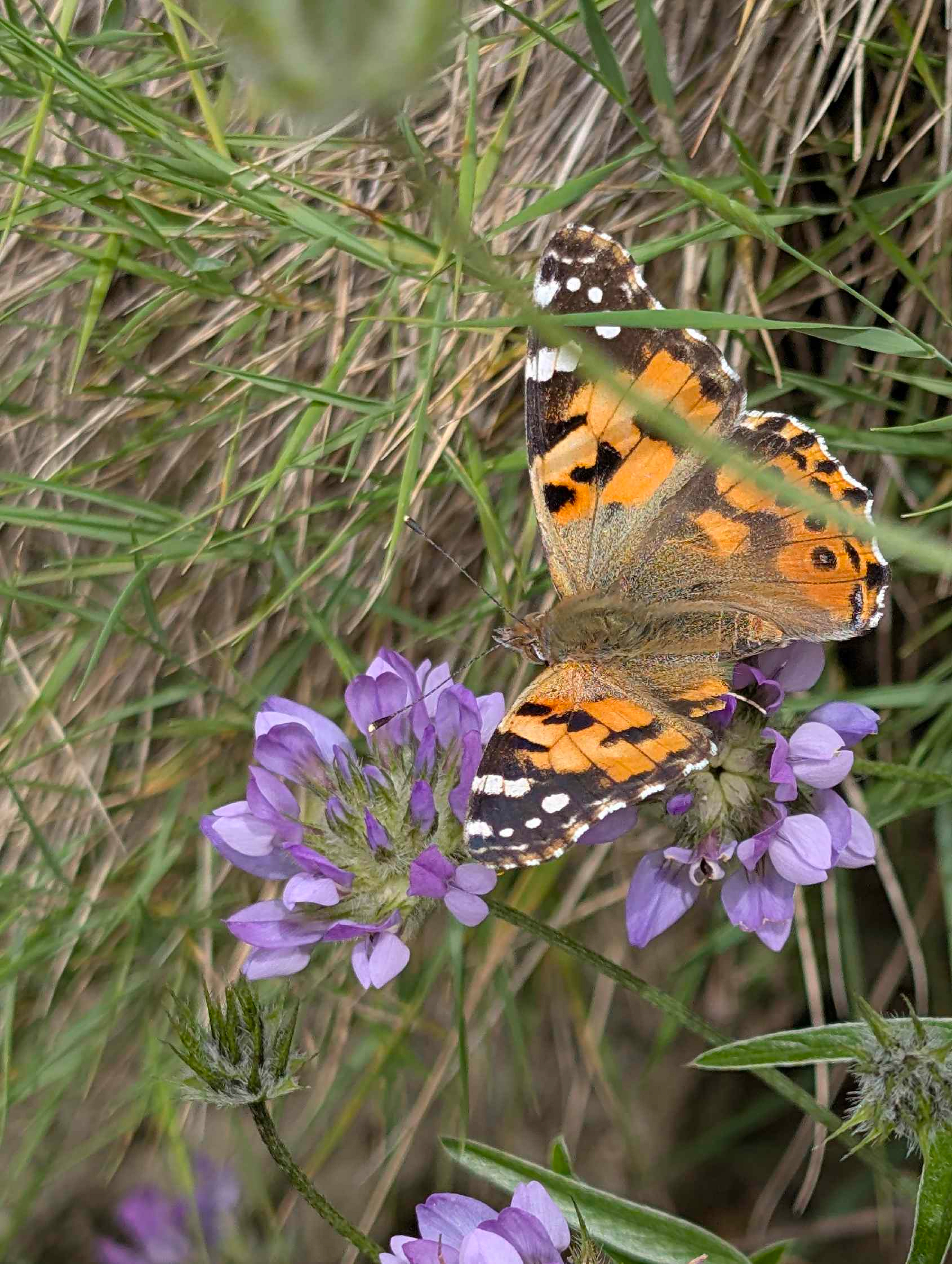 Schmetterling Distelfalter