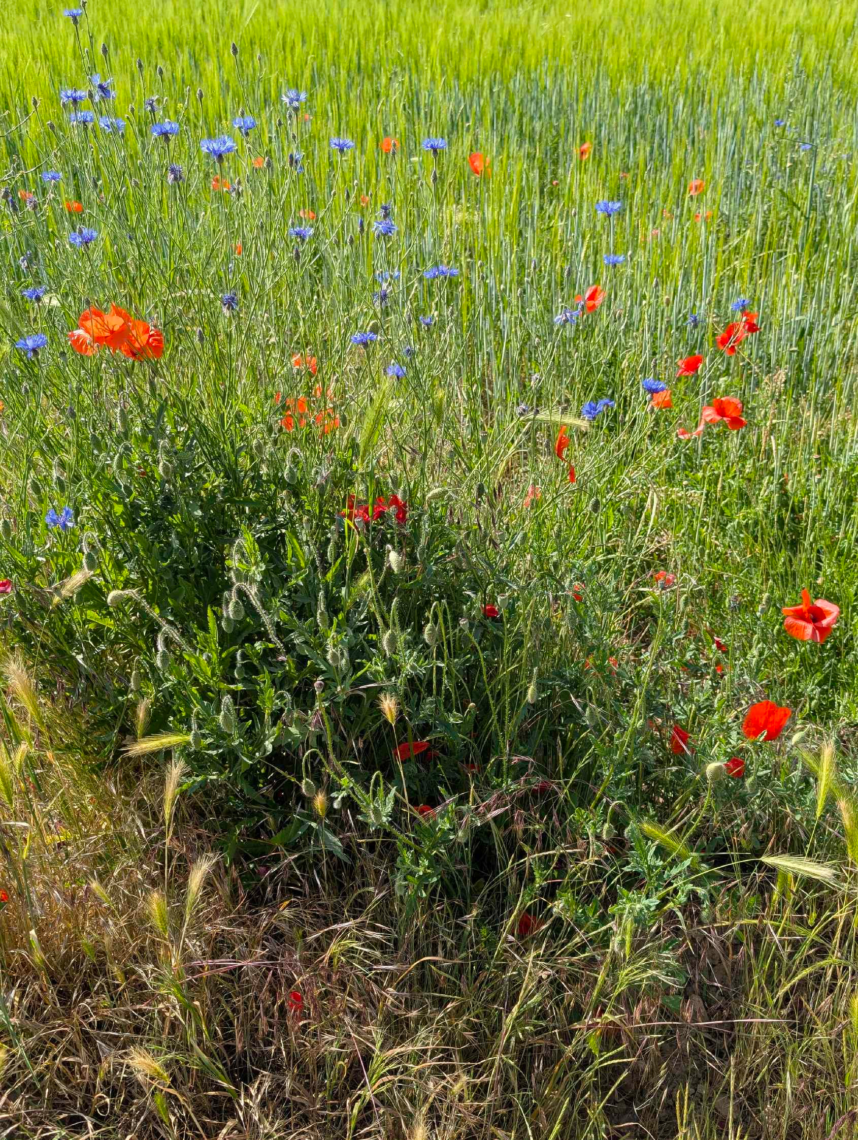 Kornfeld mit Blumen 