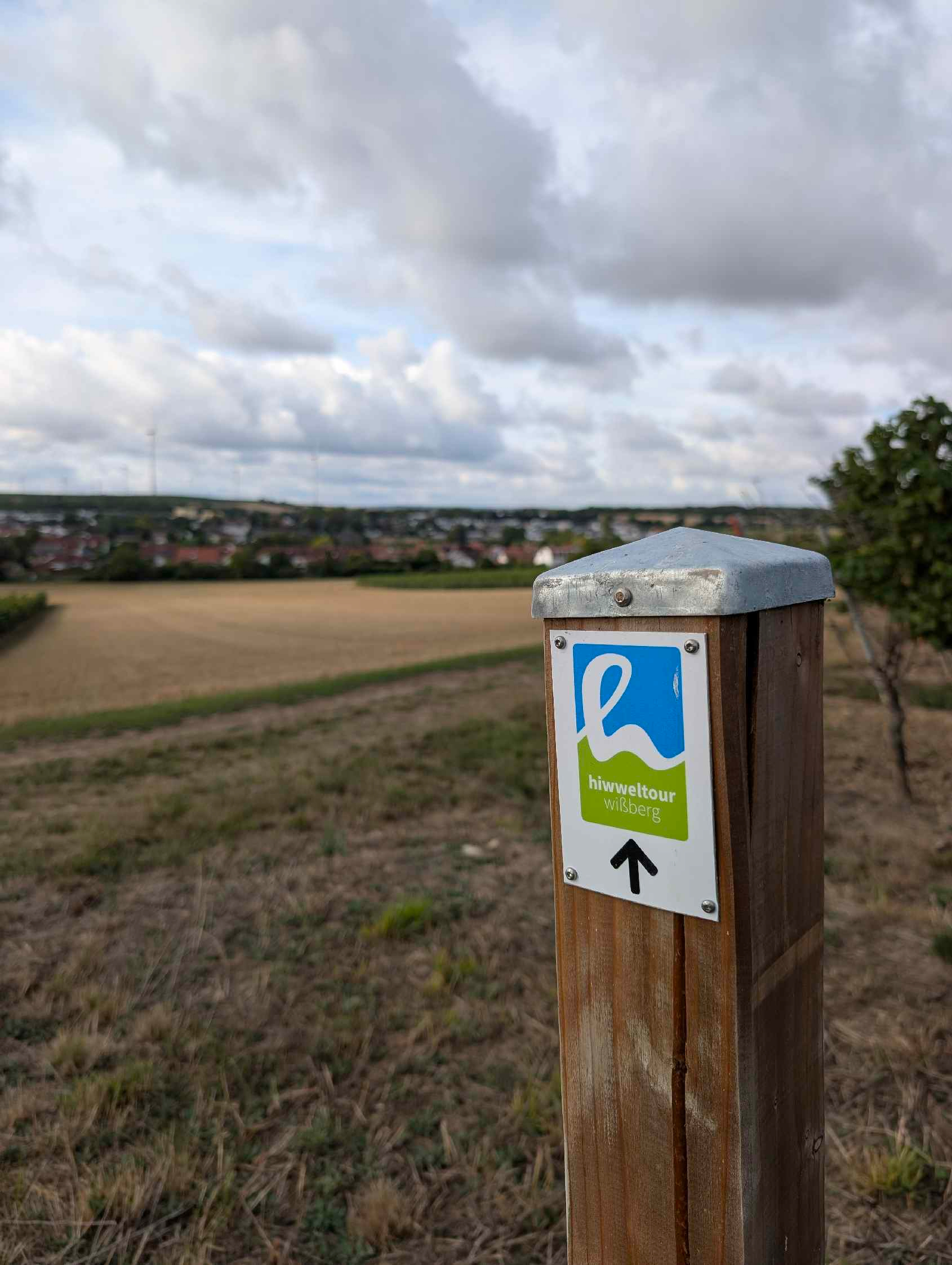 Hiwweltour Wißberg in Rheinhessen