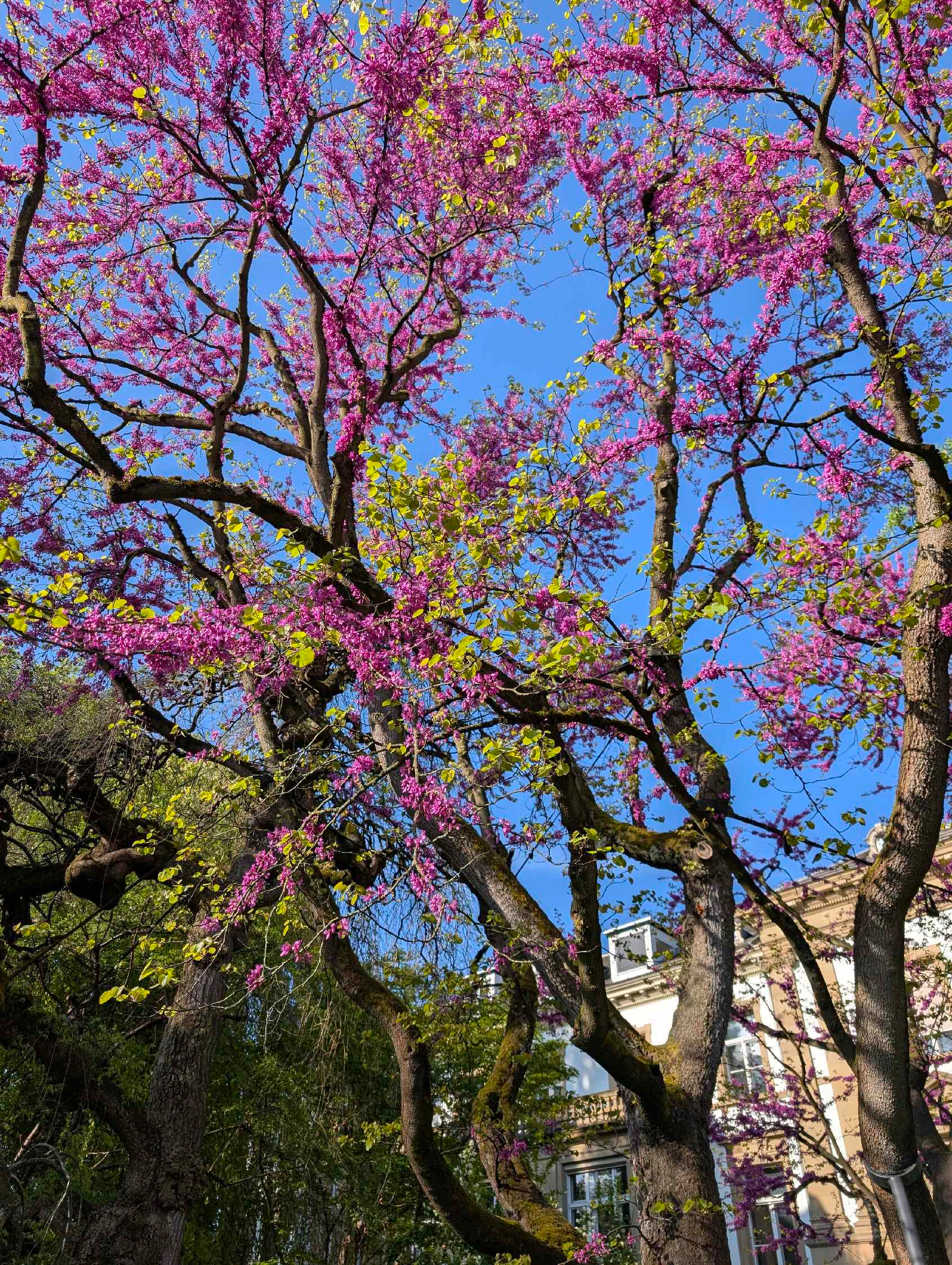 Botanischer Garten in Basel 