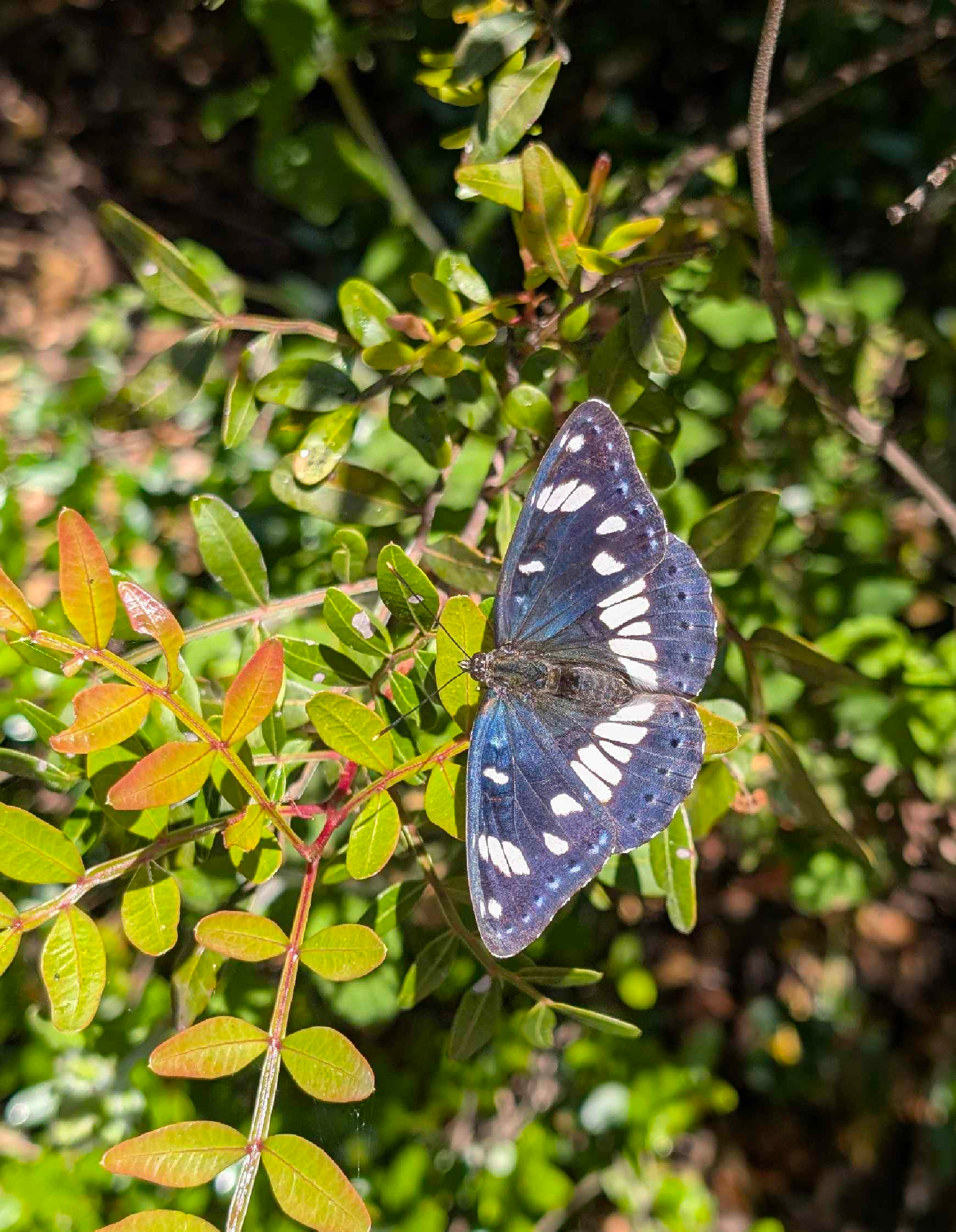 Schmetterling Blauschwarzer Eisvogel 