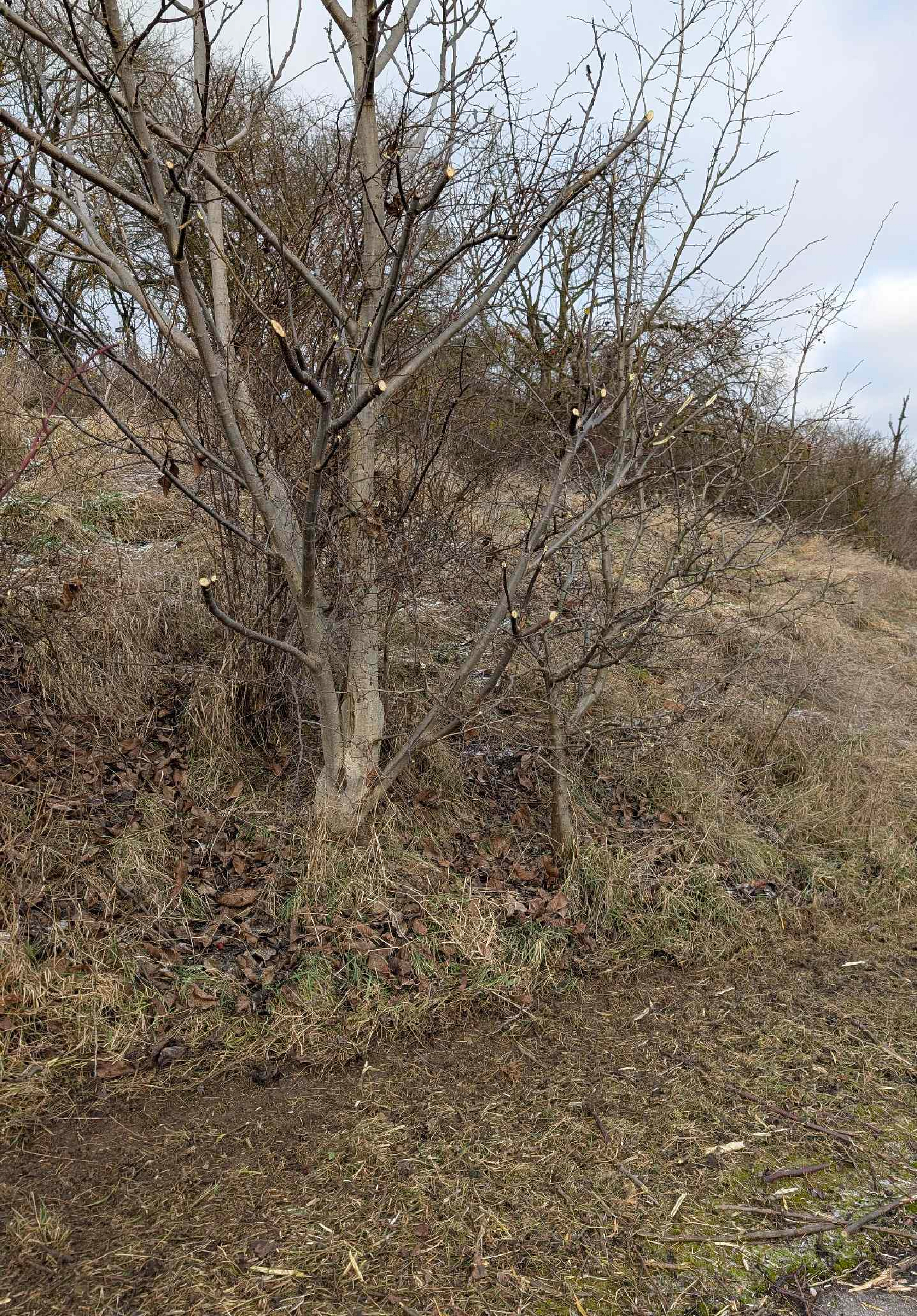 Büsche zerfetzten anstatt sauber zu schneiden