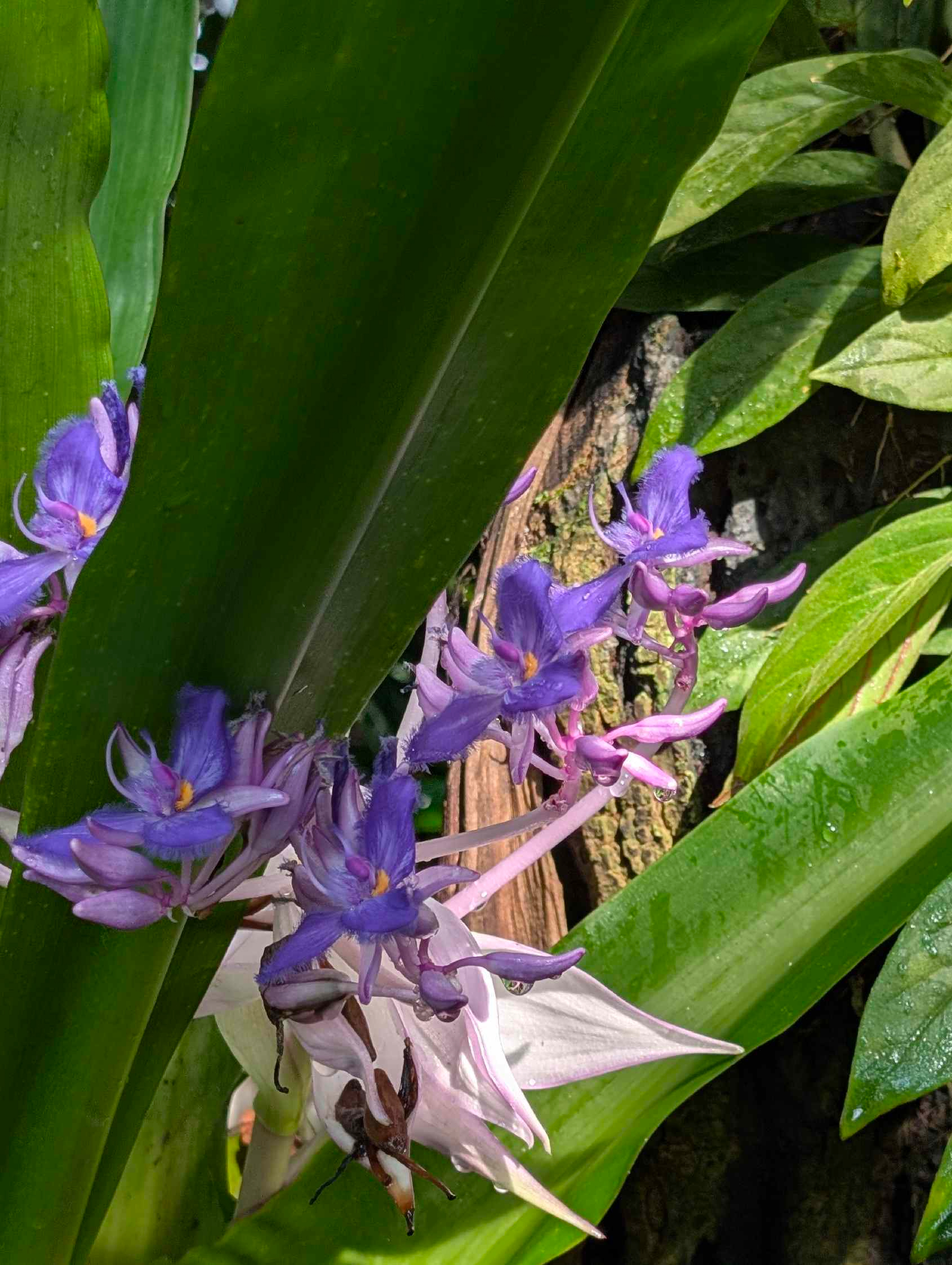 Botanischer Garten in Basel