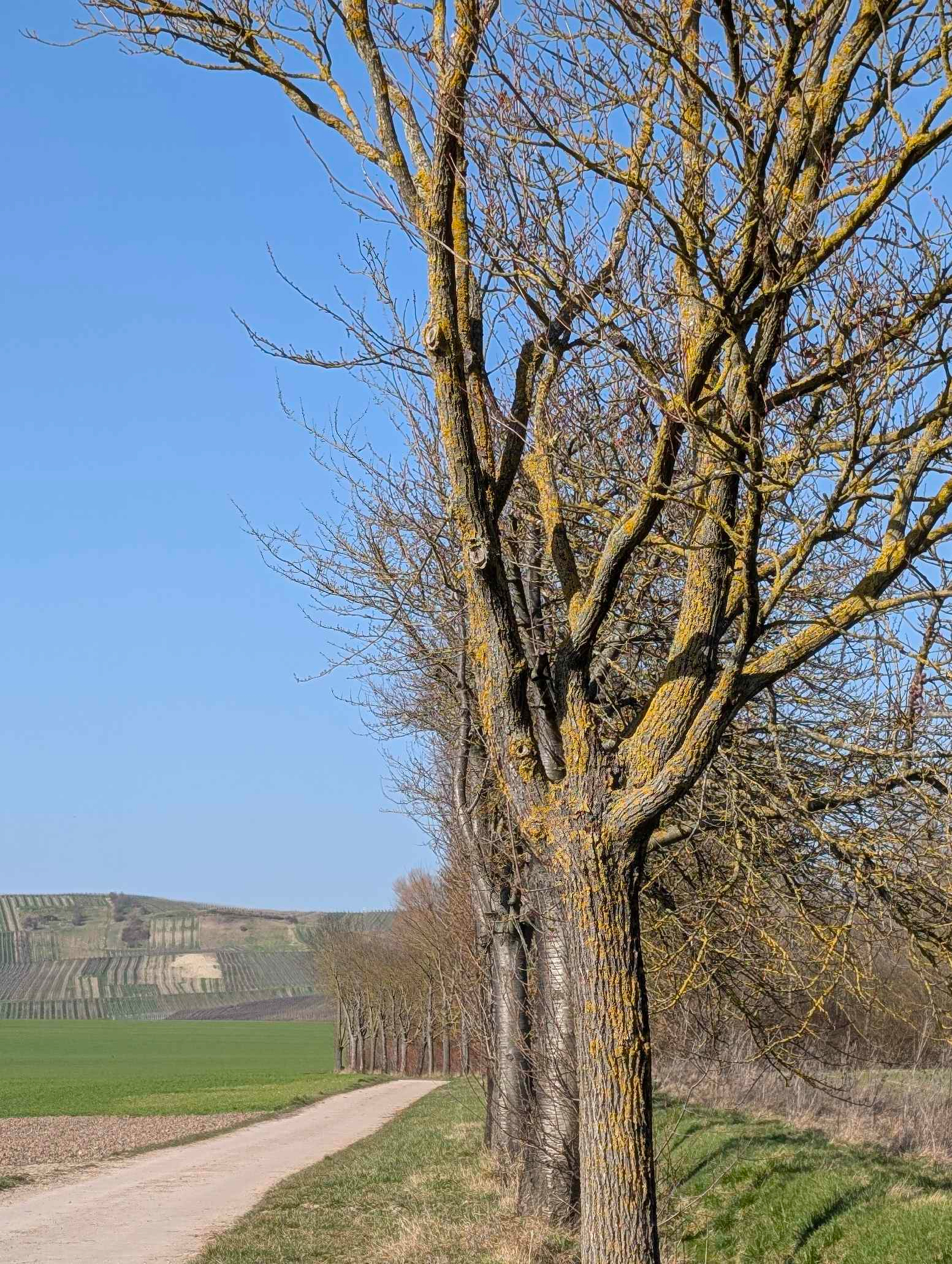 Frühlingssonne in Rheinhessen 